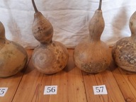 Tykwa Owoc Zdrewniały