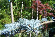 Świerk glauka Nevada szczepiony przewieszony 17 letni okaz inny