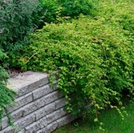 TAWULEC ''CRISPA'' okrywowy ZADARNIAJĄCY niewymagający PŁOŻĄCY