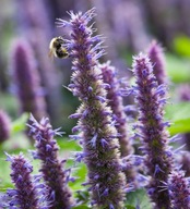 Kłosowiec fenkułowy - nasiona 200szt***