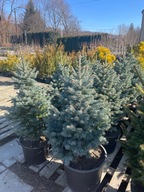 Jodła górska Compacta 90-110cm