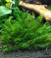 Fissidens sp. LL Long Leaf 10 gałązek od fibell