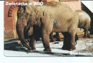 Karta nr. 1036 Słoń
