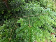 Żywe Gałązki Jodły Kaukaskiej (Stroiki, Wieńce) polska hodowla.