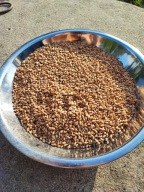 Pszenica dla kur, kaczek, gołębi i innego ptactwa domowego 23kg