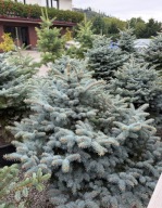 Świerk kłujący Glauca Globosa 100-110cm