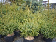 świerk serbski Omorica 60-250cm