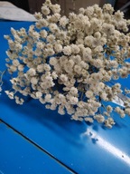 Krwawnik kichawiec, Achillea ptarmica, bukiety suszony naturalny polski