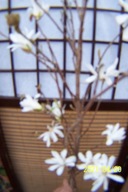 Magnolia warkoczowa biała szczepiona wąska inna