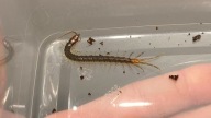 Scolopendra Rhysida longipes 4/5 cm(skolopendra)
