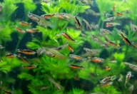 Piękne Gupiki Endlera Neonkowe narybek 30 szt superpromo