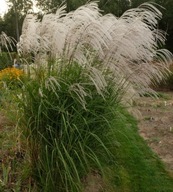 Miskant Anthony White – elegancka trawa ozdobna z białym pióropuszem