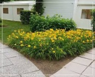 liliowiec stella d'oro sadzonka w pojemniku wieloletnia na rabaty