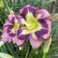 Liliowiec Spacecoast Behavior Pattern .