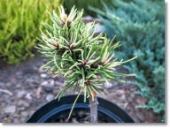 Pinus mugo 'Milky Way' - !!! !!! !!!