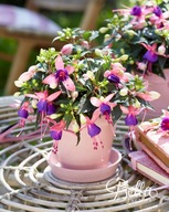 Fuksja KRZACZASTA Bella Fuchsia MARISKA