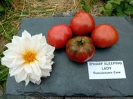 Pomidor DWARF Sleeping Lady czekoladowy niski samo kończący