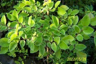 Wiąz geisha kulisty na pniu barwny szczepiony inny