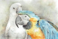 Ptak , ptaki , papugi - akwarela z passe - partout