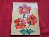 ŁAZUKA życzenia dla pań POCZTÓWKA DŹWIĘKOWA Ruch NOWA