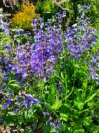 Szałwia łąkowa fioletowa długi kwiatostanka bylina sadzonka w doniczce