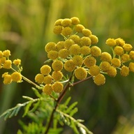 wrotycz pospolity sadzonki 2 szt....