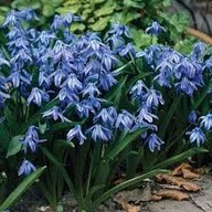 Cebulica syberyjska sadzonka w pojemniku p9 niebieska śnieżyczka ODPORNA