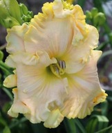 Liliowiec 'Boundless Beauty