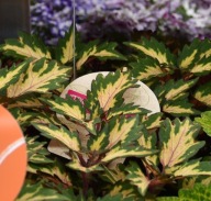 Koleus Coleus hybridus DOWN TOWN Miami Magic KOLOROWA ROŚLINA