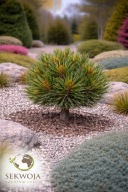 KOLEKCJONERSKA Sosna koreańska 'Pancuj' Pinus koraiensis C5