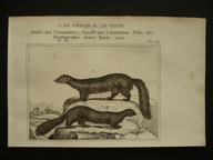 kuna rybożerna, oryg. 1834