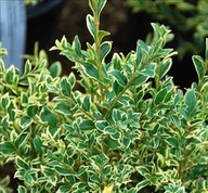 BUKSZPAN wieczniezielony Elegantissima biały