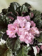 FIOŁEK AFRYKAŃSKI ### AG ROZY PROWANSA ### 1LIŚĆ