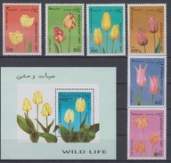 Afganistan ** - tulipany