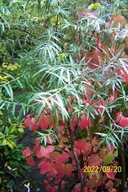 Rokitnik kaskadowy witaminowy szczepiony inny