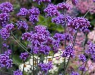 Werbena patagońska - 1000 nasion