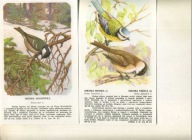 PTAKI -Litografia ptaków ,SIKORKA BOGATA i SIKORKA CZUBATKA 2 x