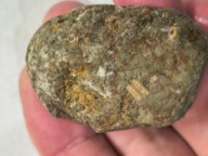 Skamieniałe koralowce algi glony agaty muszlowe