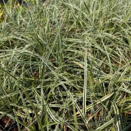 Turzyca oszimska 'Everest' (Carex oshimensis) P13