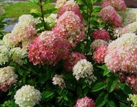 Hortensja bukietowa 'Bombshell' Hydrangea paniculata