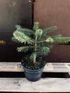 Jodła kaukaska (abies nordmaniana) 2l