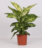 Dieffenbachia Difenbachia Mars SADZONKA 70 cm