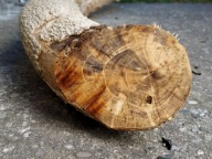 Bukszpan drewno bukszpanowe drewno do rzeźbienia