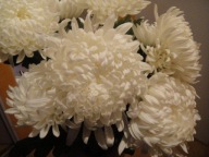 CHRYZANTEMA ZIMUJĄCA ###### ECRU ##### ODMIANA KŁĄCZOWA