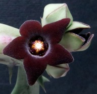 Kaktusy! - Huernia hesperidum - RARYTAS!!!
