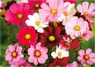 ONĘTEK KOSMOS MIX KOLORÓW 50 sztuk sadzonki z gołym korzeniem miododajna