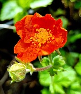 Kuklik szkarłatny, bylina, doniczka