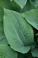 Funkia GIGANT "BLUE ANGEL" Hosta sadzonka