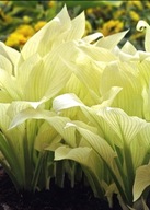 Funkia Hosta 'White Feather' duża sadzonka XXL- 2L