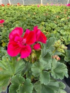 Pelargonia rabatowa Stojąca ładna sadzonka malinowa